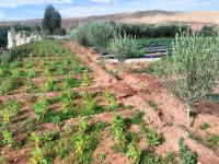 Un jardín con árboles y plantas en un campo. en Ryad-IGRANE, en Ouarzazate
