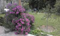 A garden outside B&B Alle Ortensie Blu