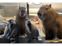 ホテルの敷地内または近くにいる動物