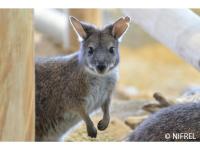 ホテルの敷地内または近くにいる動物