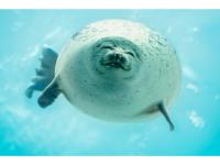 ホテルの敷地内または近くにいる動物