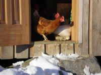 Zvieratá na farme alebo blízkom okolí