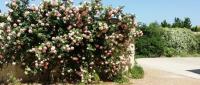 A garden outside Case Fiorite
