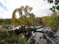 a weeping willow tree in the middle of a lake at Hôtel L&#39;ile Du Saussay in Itteville