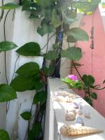 Půdorys ubytování Maavaharu Guest House Himmafushi