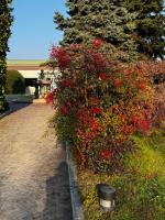 Vonkajšia záhrada v ubytovaní Parco Hotel Sassi
