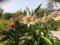 A garden outside Il Vicolo Palinuro