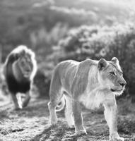 モッセル・ベイにあるGarden Route Safari Campの野を歩く獅子と獅子