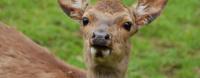 a baby deer standing in a field of grass at Gasthof Holländer Eck in Lennestadt