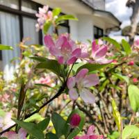 仲間の宿 川きんにある庭
