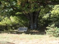 a park bench sitting under a tree in a field at La Grisonne - Chalet 3 in Revest-du-Bion