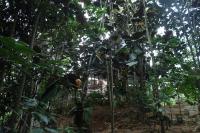 Fotografie z fotogalerie ubytování Bamboo Cabana Adams Peak v destinaci Nallathanniya