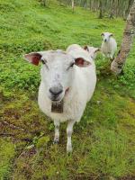 ヴィラの敷地内または近くにいる動物