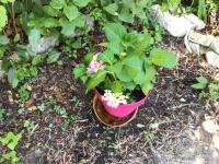 Vonkajšia záhrada v ubytovaní Maison de charme à Vachères avec jardin et vue montagne