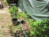 Vonkajšia záhrada v ubytovaní Maison de charme à Vachères avec jardin et vue montagne
