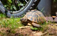 Zvieratá v dovolenkovom dome alebo blízkom okolí