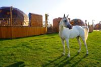 ein weißes Pferd steht auf einem Grasfeld in der Unterkunft Al Marmoom Oasis Luxury Experiential Desert Domes in Dubai