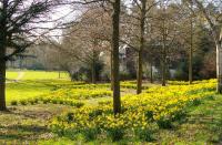 a field of daffodils in a park with trees at Vivere Ad Parcum - Bed And Breakfast in Krefeld