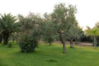 A garden outside Tenuta Ricco With Pool And Garden