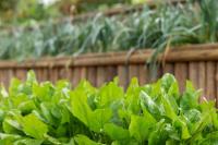 a bunch of green plants in a garden at Ibiti Village in Lima Duarte
