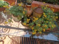 Il giardino nascostoにある庭