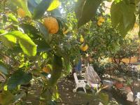 Il giardino nascostoにある庭