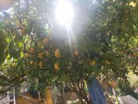 Il giardino nascostoにある庭