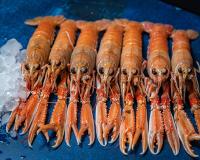 a group of lobsters lined up on a blue table at Wildthout Appartementen met Hotelservice in Ommen