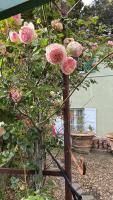Vonkajšia záhrada v ubytovaní Villa Ponzio