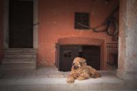 Domáce zviera alebo zvieratá hostí v ubytovaní Agriturismo Casa de Bertoldi