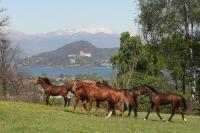 una manada de caballos corriendo en un campo en La Cucchetta, en Dormelletto