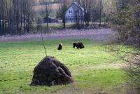 Zvieratá v ubytovaní bed & breakfast alebo blízkom okolí