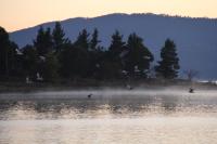 a group of ducks swimming in the water at Acacia Snowy Motel in Jindabyne