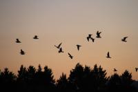 a flock of birds flying in the sky at sunset at Acacia Snowy Motel in Jindabyne