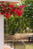 Vonkajšia záhrada v ubytovaní Nemorosa Holiday Houses