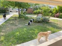 Domáce zviera alebo zvieratá hostí v ubytovaní Port Rooms Pet Friendly