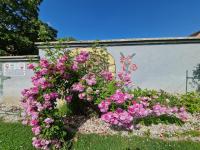 Vonkajšia záhrada v ubytovaní Villa Letícia Siófok