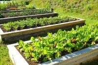 três canteiros elevados de alface em um jardim em Sugar Hill Inn em Norris Point