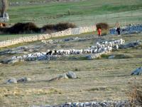 Animales en the country house o alrededores