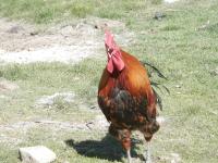 Animales en the country house o alrededores