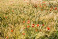 Zahrada ubytování Agriturismo La Grada