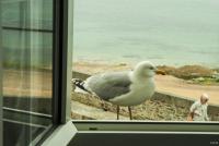 a seagull standing on the ledge of a window at Hôtel La Porte Saint Pierre-Logis Hôtel Intra Muros in Saint Malo