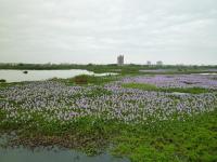 a field of purple flowers in the water at Relax heart B&amp;B in Dongshan