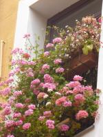 A garden outside Hostal Huespedes Toledo