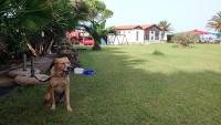 Domáce zviera alebo zvieratá hostí v ubytovaní Irida Beach Resort Suites