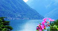 a pink flower in front of a lake with mountains at Isola Bella in Ossuccio