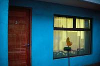 Una pared azul con una ventana y un gato en un jarrón. en Cabañas Antü 2, en Coyhaique