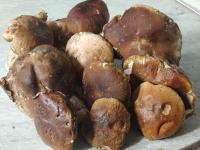 Mad på hotellet eller i nærheden