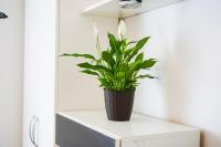 Půdorys ubytování Floral Apartment