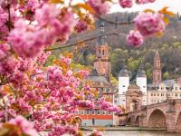 Un castillo con flores rosas delante. en ibis Heidelberg Hauptbahnhof, en Heidelberg